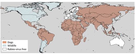 Rabies in SA & Prevention: Endemic to SA, rabies is a vaccine .
